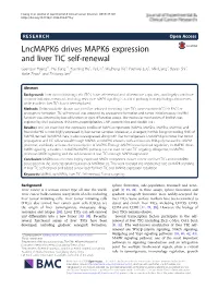 Lncmapk6 Drives MAPK6 Expression and Liver TIC Self-Renewal