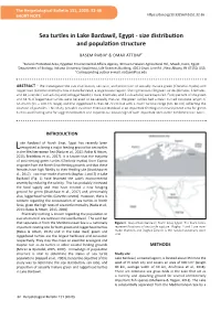 Sea Turtles in Lake Bardawil, Egypt - Size Distribution and Population Structure