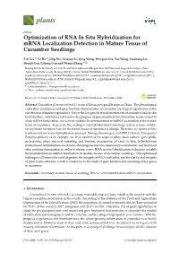 Optimization of RNA in Situ Hybridization for Mrna Localization Detection in Mature Tissue of Cucumber Seedlings
