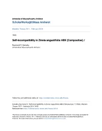 Self-Incompatibility in Zinnia Angustifolia HBK (Compositae)