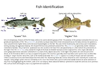 Fish Identification