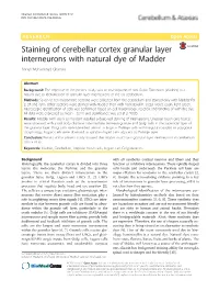 Staining of Cerebellar Cortex Granular Layer Interneurons with Natural Dye of Madder Anneh Mohammad Gharravi