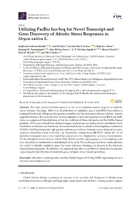 Utilizing Pacbio Iso-Seq for Novel Transcript and Gene Discovery of Abiotic Stress Responses in Oryza Sativa L
