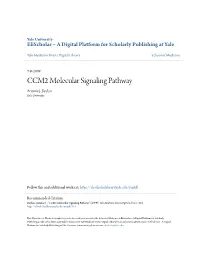 CCM2 Molecular Signaling Pathway Arianne J