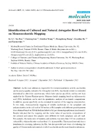 Identification of Cultured and Natural Astragalus Root Based on Monosaccharide Mapping