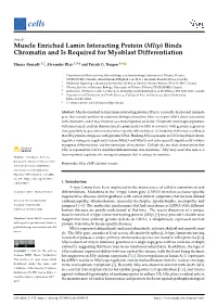 Muscle Enriched Lamin Interacting Protein (Mlip) Binds Chromatin and Is Required for Myoblast Differentiation