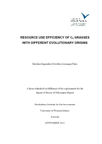 Resource Use Efficiency of C4 Grasses with Different Evolutionary Origins