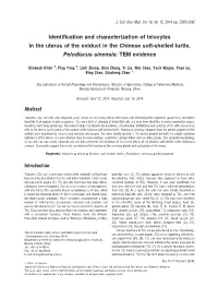 Identification and Characterization of Telocytes in the Uterus of the Oviduct