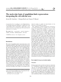 The Molecular Basis of Amphibian Limb Regeneration: Integrating the Old with the New David M