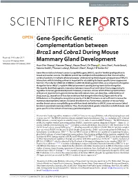 Gene-Specific Genetic Complementation Between Brca1