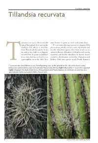 Tillandsia Recurvata Is the Most Wide