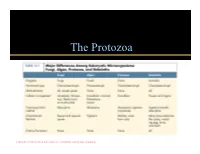 The Protozoa