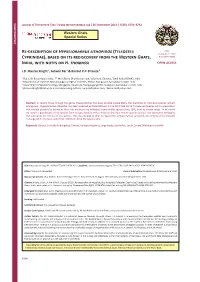 Re-Description of Hypselobarbus Lithopidos (Teleostei: Cyprinidae
