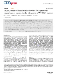 IGF2BP2-Modified Circular RNA Circarhgap12 Promotes Cervical