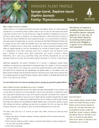 INVASIVE PLANT PROFILE Spurge-Laurel, Daphine-Laurel Daphne Laureola N E E R G R