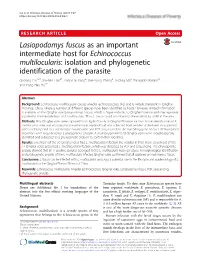 Lasiopodomys Fuscus As an Important Intermediate Host for Echinococcus