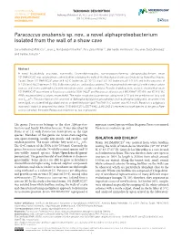 Paracoccus Onubensis Sp. Nov., a Novel Alphaproteobacterium Isolated from the Wall of a Show Cave