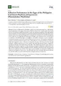 Adhesion Performance in the Eggs of the Philippine Leaf Insect Phyllium Philippinicum (Phasmatodea: Phylliidae)