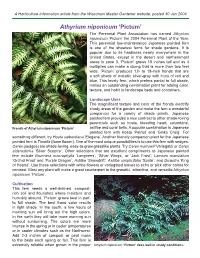 Athyrium Niponicum 'Pictum'