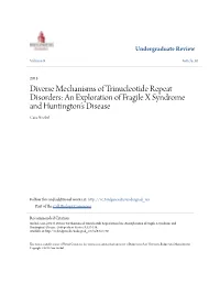 Diverse Mechanisms of Trinucleotide Repeat Disorders: an Exploration of Fragile X Syndrome and Huntington’S Disease Cara Strobel
