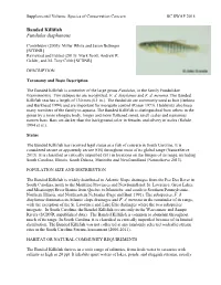 Banded Killifish Fundulus Diaphanous