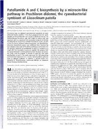 Patellamide a and C Biosynthesis by a Microcin-Like Pathway in Prochloron Didemni, the Cyanobacterial Symbiont of Lissoclinum Patella