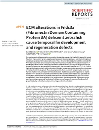 ECM Alterations in Fndc3a (Fibronectin Domain Containing