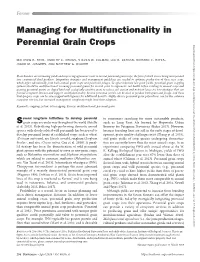 Managing for Multifunctionality in Perennial Grain Crops