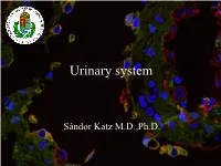 Urinary System