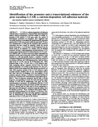Identification of the Promoter and a Transcriptional Enhancer of The