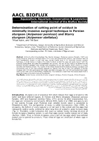 Determination of Cutting Point of Oviduct in Minimally Invasive Surgical Technique in Persian Sturgeon