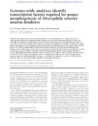 Genome-Wide Analyses Identify Transcription Factors Required for Proper Morphogenesis of Drosophila Sensory Neuron Dendrites