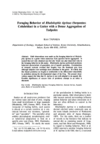 Foraging Behavior of Rhabdophis Tigrinus (Serpentes: Colubridae) in a Gutter with a Dense Aggregation of Tadpoles