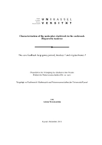 Characterization of the Molecular Clockwork in the Cockroach Rhyparobia Maderae