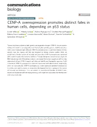 CENP-A Overexpression Promotes Distinct Fates in Human Cells, Depending on P53 Status