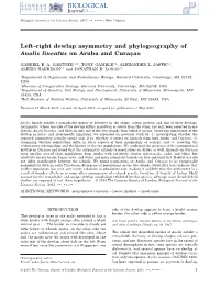 Leftright Dewlap Asymmetry and Phylogeography of Anolis Lineatus on Aruba and Curaao