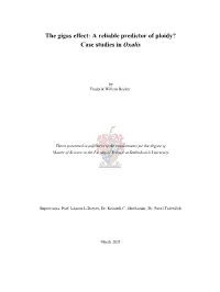 The Gigas Effect: a Reliable Predictor of Ploidy? Case Studies in Oxalis