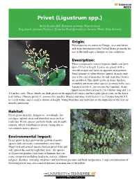 Privet (Ligustrum Spp.)