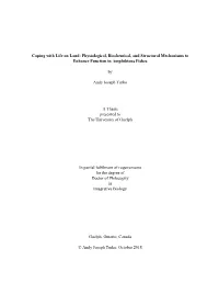 Coping with Life on Land: Physiological, Biochemical, and Structural Mechanisms to Enhance Function in Amphibious Fishes