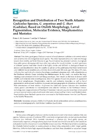 Recognition and Distribution of Two North Atlantic Gadiculus Species, G
