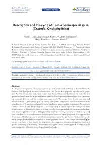 ﻿Description and Life-Cycle of Taenia Lynciscapreoli Sp. N. (Cestoda, Cyclophyllidea)