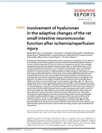 Involvement of Hyaluronan in the Adaptive Changes of the Rat Small