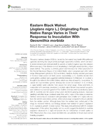 Eastern Black Walnut (Juglans Nigra L.) Originating from Native Range Varies in Their Response to Inoculation with Geosmithia Morbida