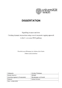 Dissertation