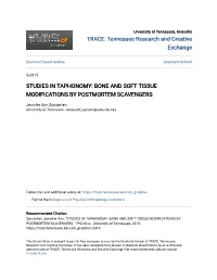 Studies in Taphonomy: Bone and Soft Tissue Modifications by Postmortem Scavengers