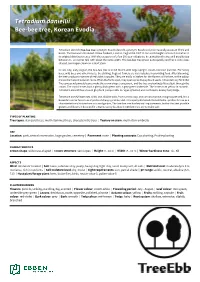 Tetradium Danielliidaniellii Bee-Beebee-Bee Tree,Tree, Koreankorean Evodiaevodia