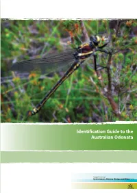 Identification Guide to the Australian Odonata Australian the to Guide Identification