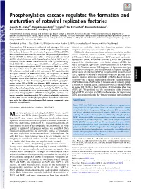 Phosphorylation Cascade Regulates the Formation and Maturation of Rotaviral Replication Factories