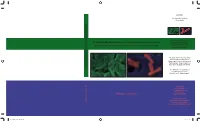 Physiology and Biochemistry of Aromatic Hydrocarbon-Degrading Bacteria That Use Chlorate And/Or Nitrate As Electron Acceptor