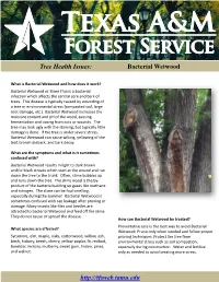 Tree Health Issues: Bacterial Wetwood